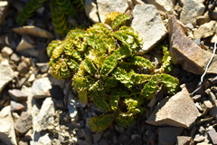 Anisotome aromatica