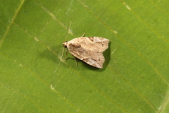 Gonodes echion