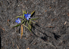 Chamaescilla corymbosa