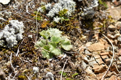 Ranunculus multiscapus