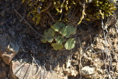 Ranunculus multiscapus