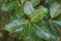 Ficus fraseri