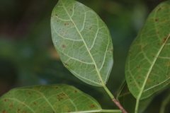 Ficus fraseri