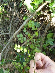 Capparis sarmentosa