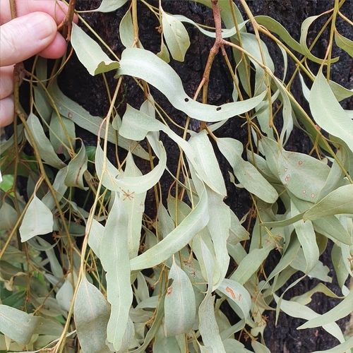 Image of Eucalyptus crebra by (c) ronavery, some rights reserved (CC BY)