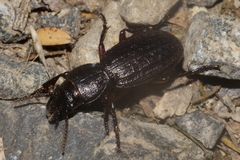 Mecodema sculpturatum