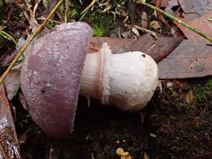 Cortinarius roseolilacinus