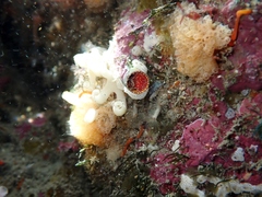 Thylacodes zelandicus