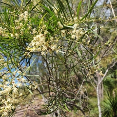 Acacia pubicosta