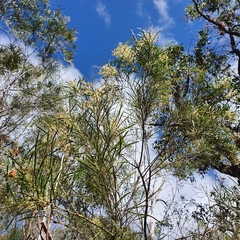 Acacia pubicosta