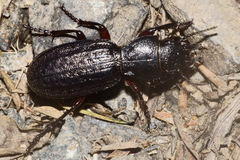 Mecodema sculpturatum