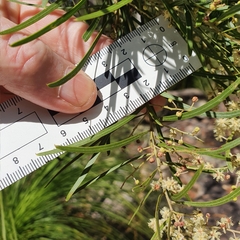 Acacia pubicosta