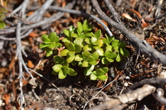 Coprosma perpusilla