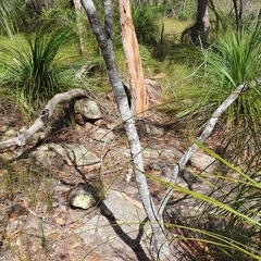 Acacia pubicosta