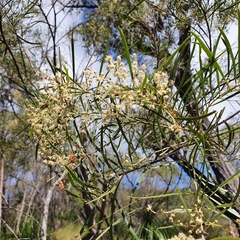 Acacia pubicosta