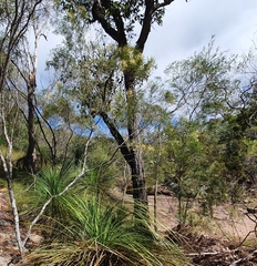 Acacia pubicosta