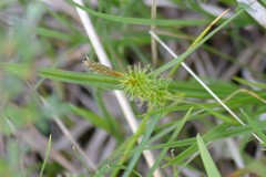 Carex flava
