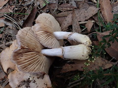 Cortinarius roseolilacinus
