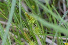 Carex flava
