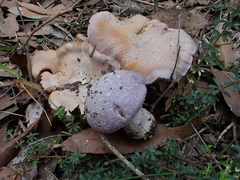 Cortinarius roseolilacinus
