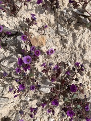 Phacelia pulchella