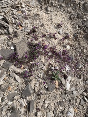 Phacelia pulchella