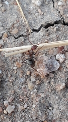 Camponotus rufoglaucus