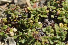Veronica spathulata
