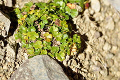 Azorella hydrocotyloides