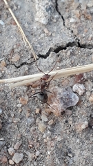 Camponotus rufoglaucus