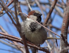 Passer domesticus
