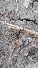Camponotus rufoglaucus