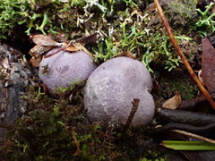 Cortinarius roseolilacinus