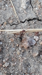 Camponotus rufoglaucus