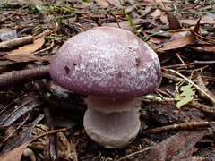 Cortinarius roseolilacinus