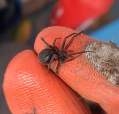 Steatoda