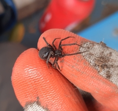 Steatoda