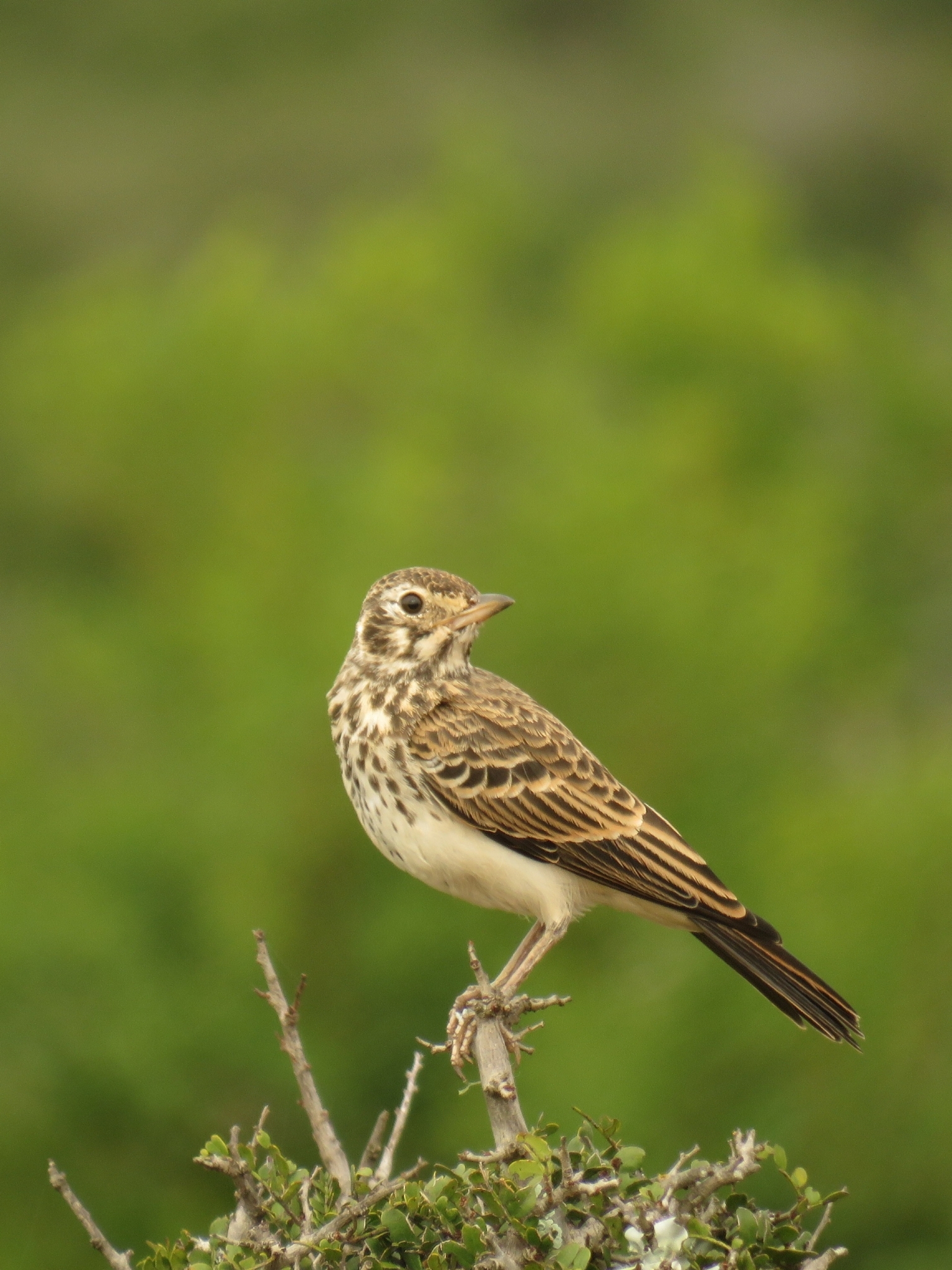 Dusky Lark (Pinarocorys nigricans)