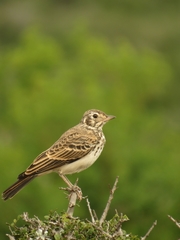 Pinarocorys nigricans
