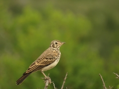 Pinarocorys nigricans