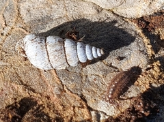 Obscurella