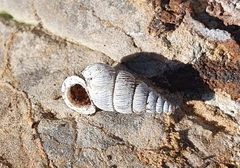 Obscurella
