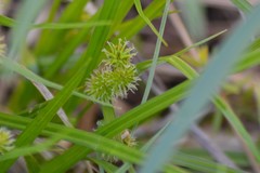 Carex flava