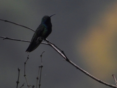 Anthracothorax nigricollis