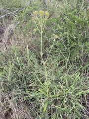 Kalanchoe brachyloba