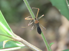Endochus cingalensis