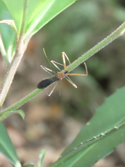 Endochus cingalensis