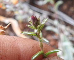 Lessingia ramulosa