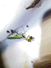 Hierodula pistillinota