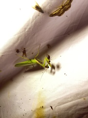 Hierodula pistillinota